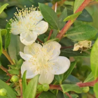 Myrtus communis