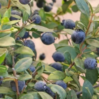 mirto bayas
