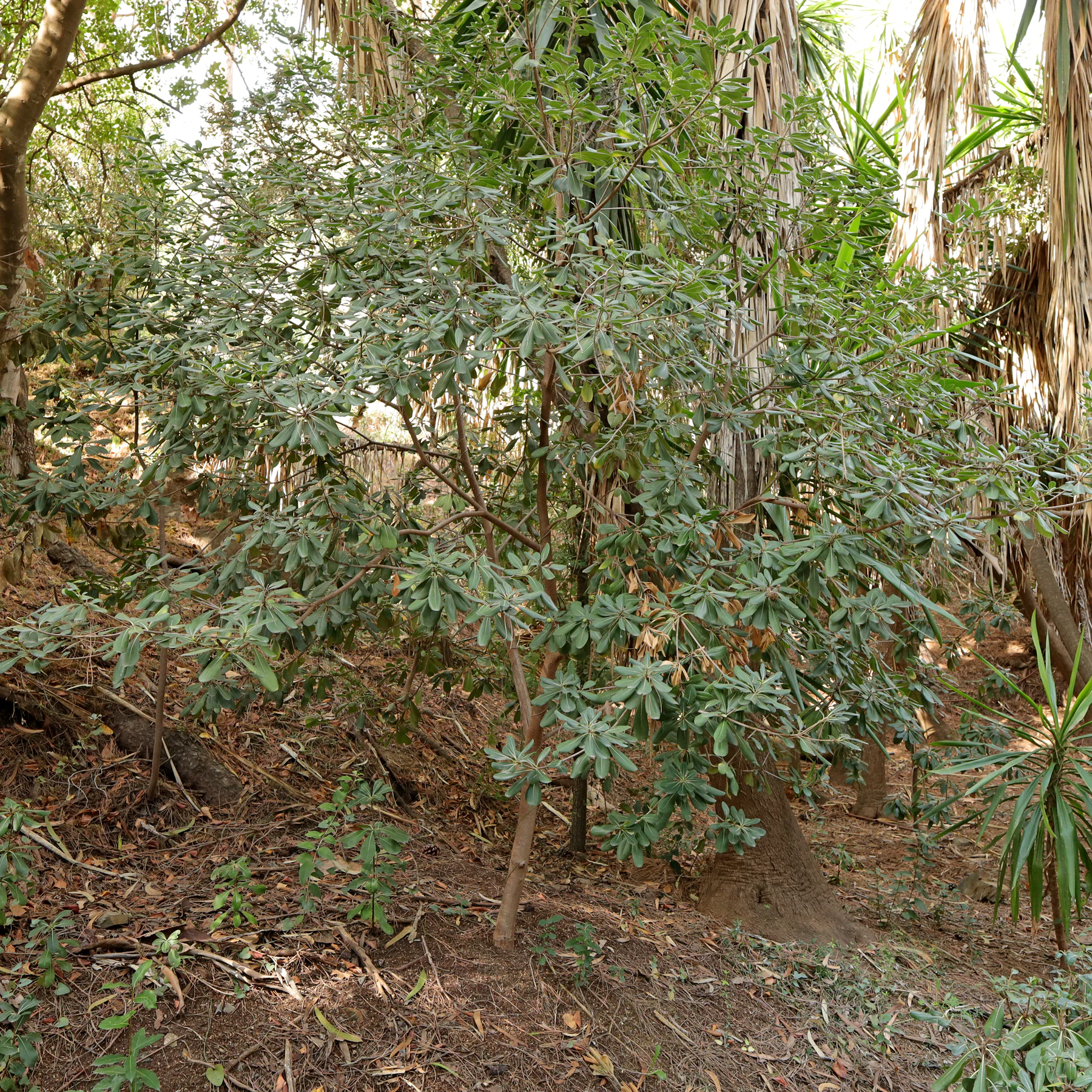 Azahar de la China en el Jardín Botánico de Málaga