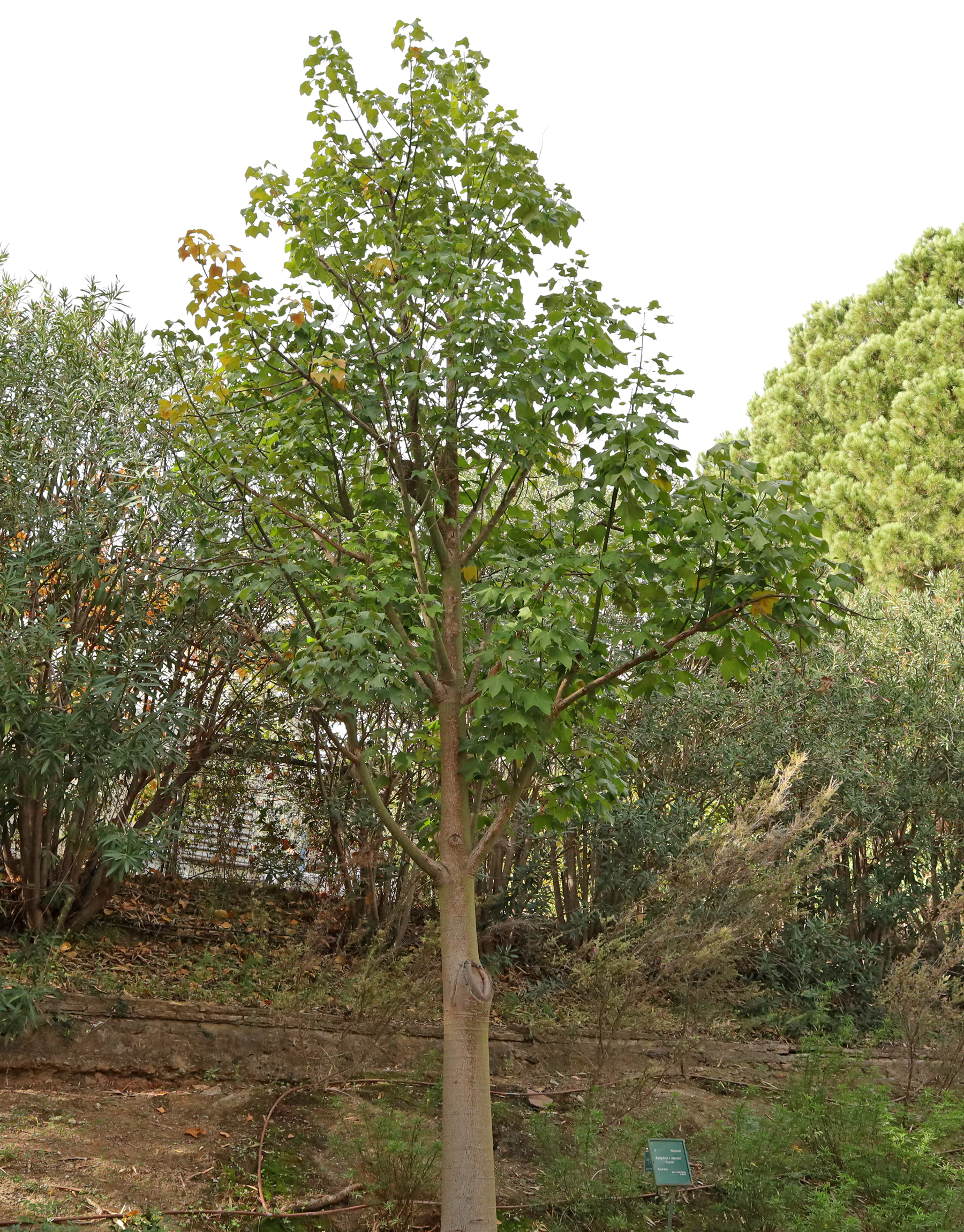 Brachychiton × incarnatus Brachichito, kurrajong, árbol de fuego