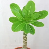 Brighamia insignis