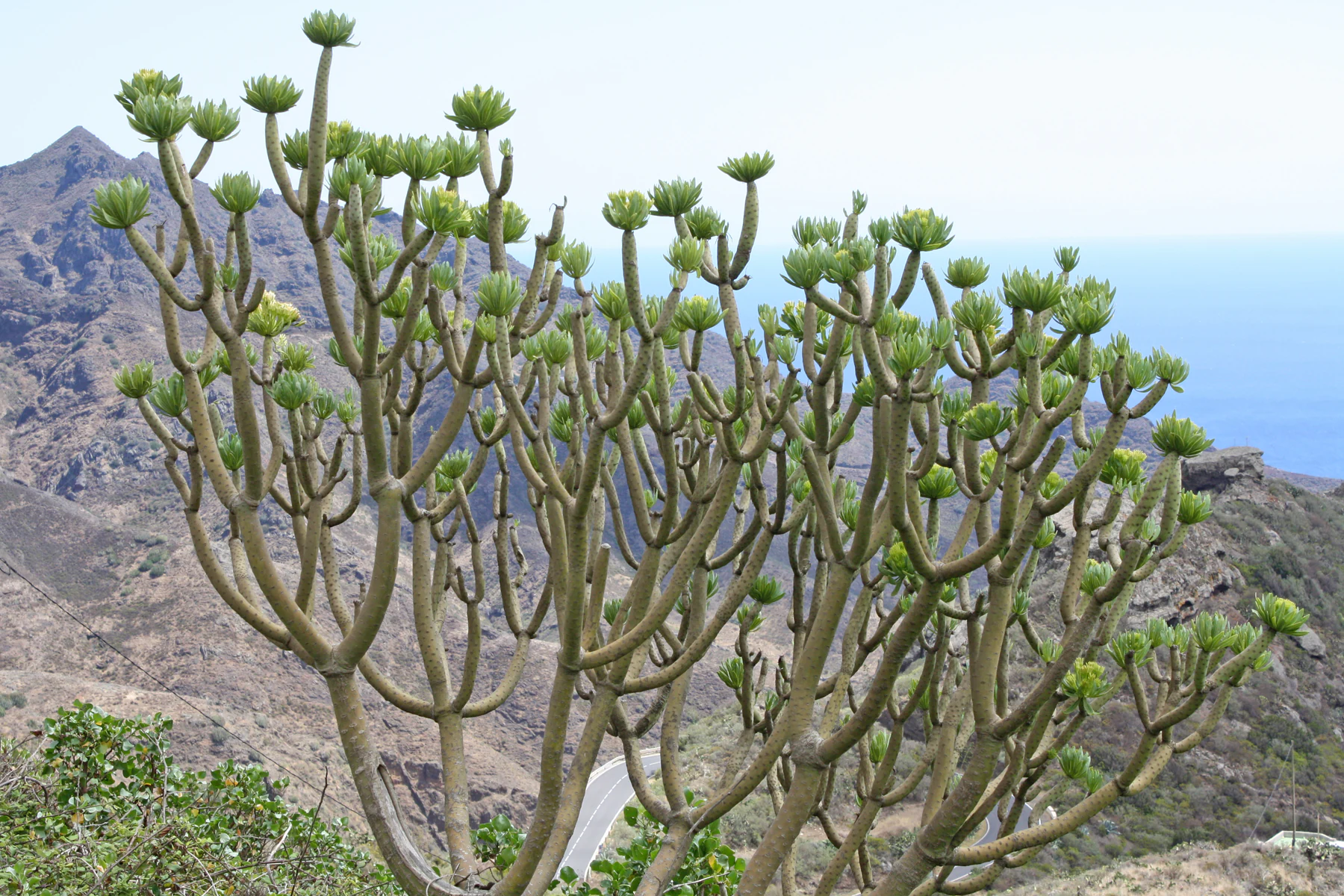 Kleinia neriifolia en Tenerife