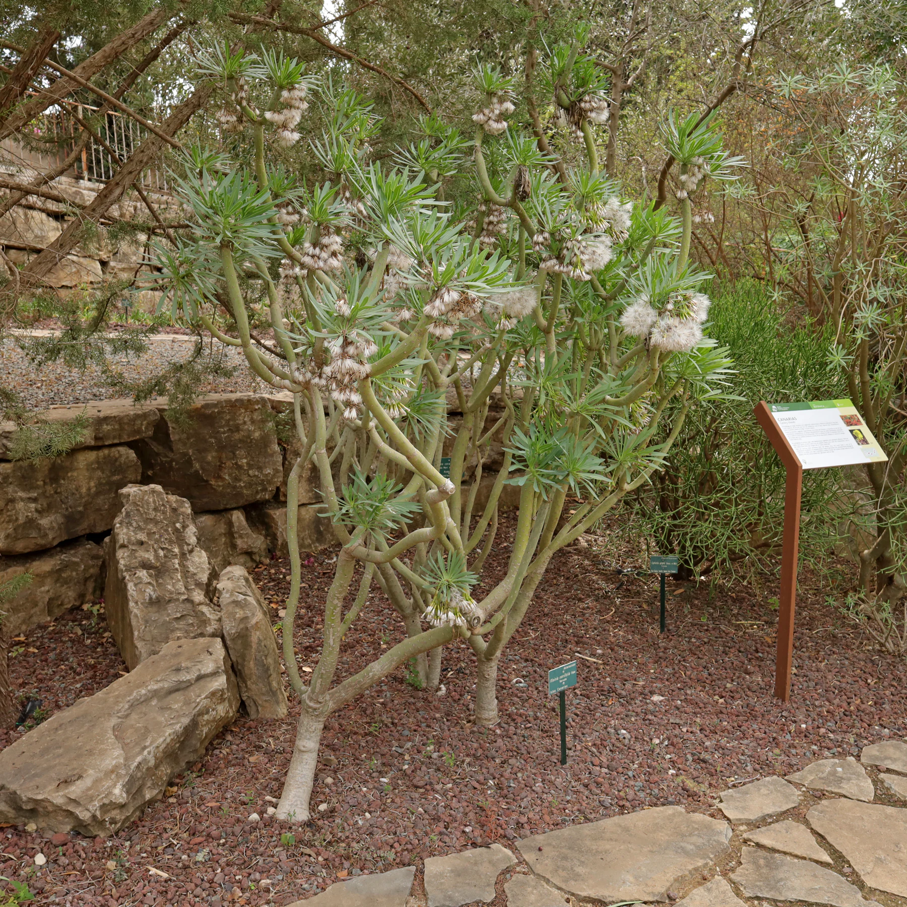 Kleinia neriifolia en el Jardín Botánico de Málaga