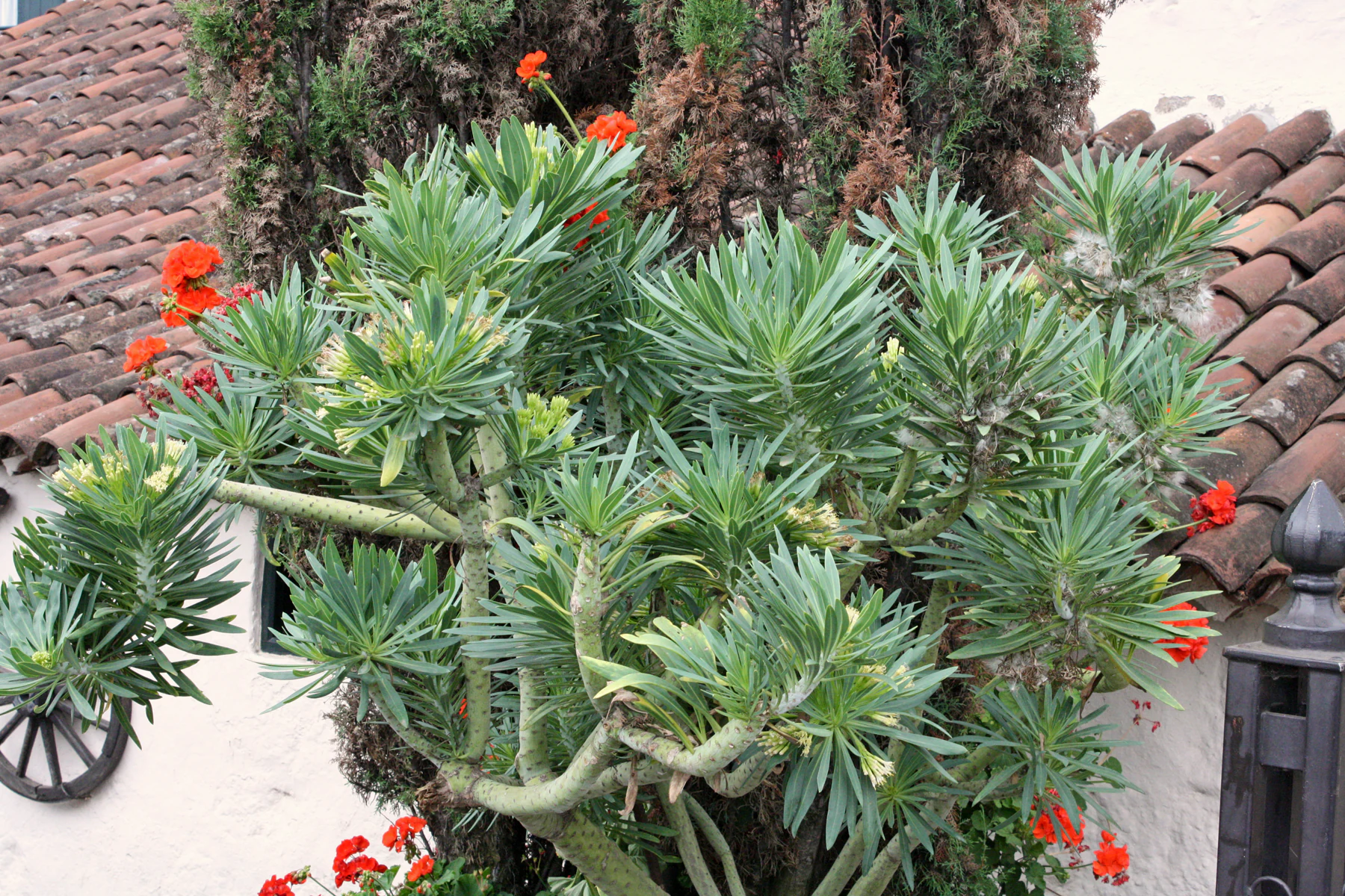Kleinia neriifolia en un jardín de Tenerife