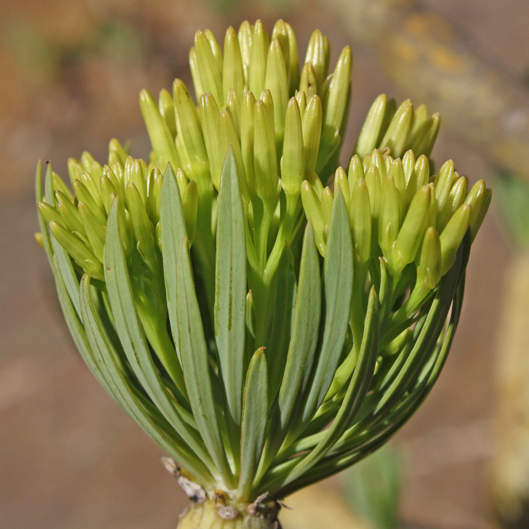 Los botones florales de Kleinia neriifolia