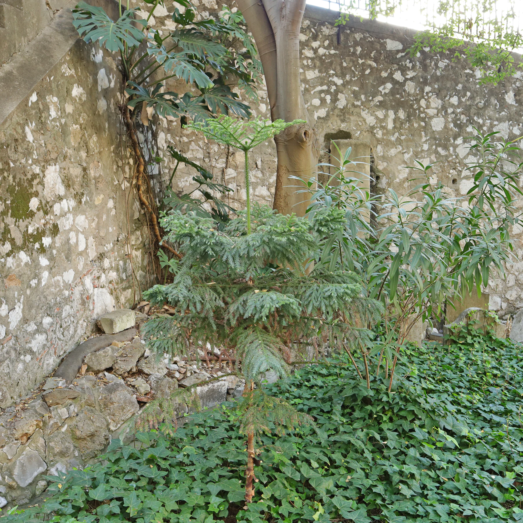 Araucaria heterophylla Monstera deliciosa Nerium oleander