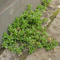 Polycarpon tetraphyllum