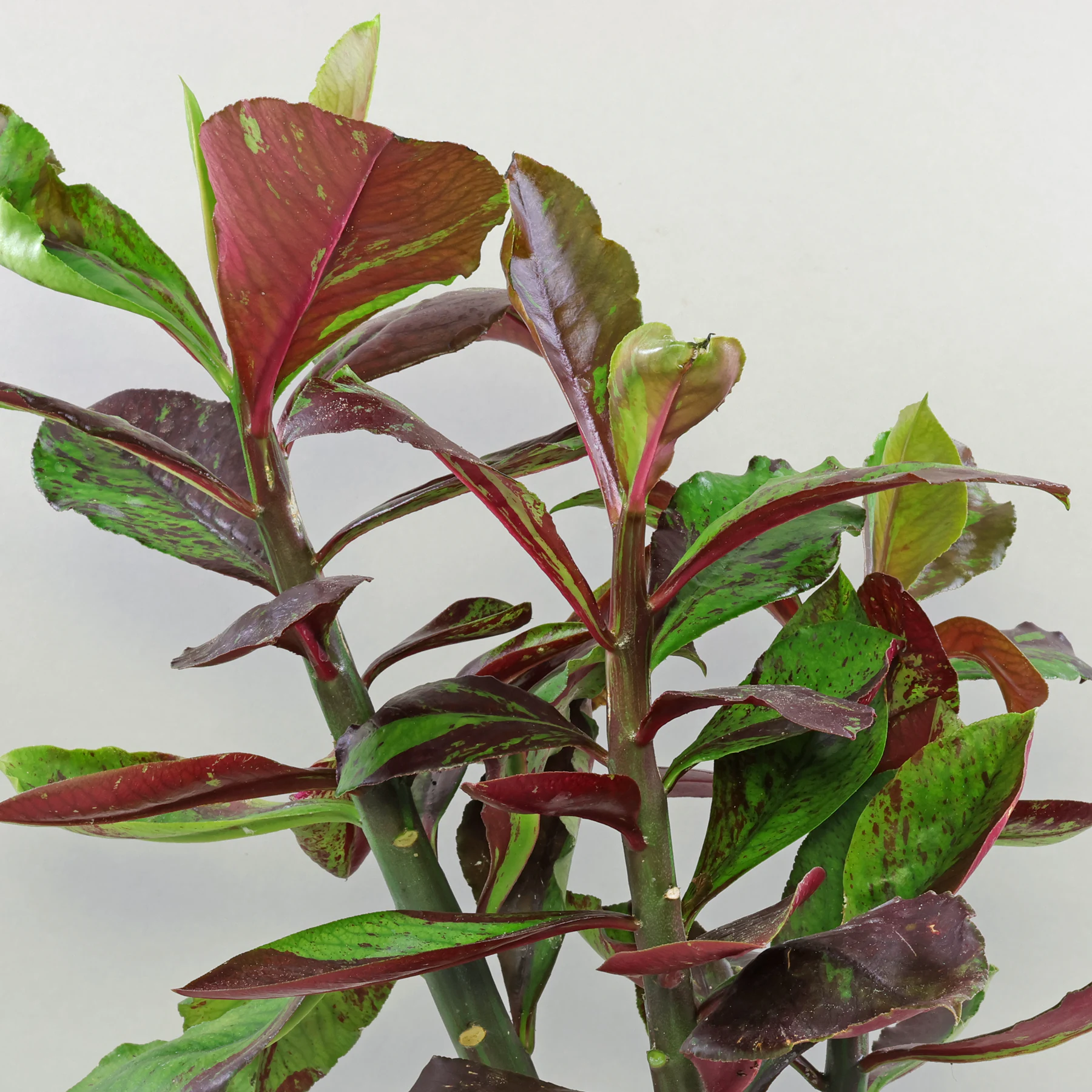 Euphorbia umbellata Rubra