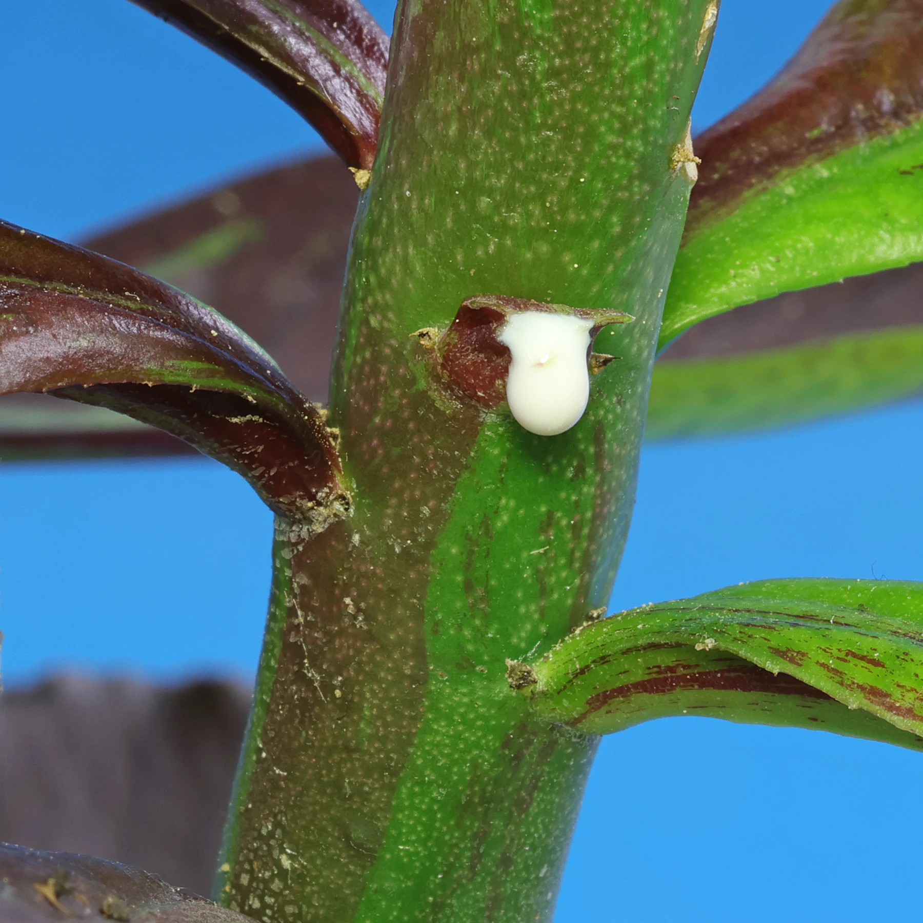 Euphorbia umbellata Rubra