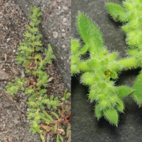 Herniaria hirsuta