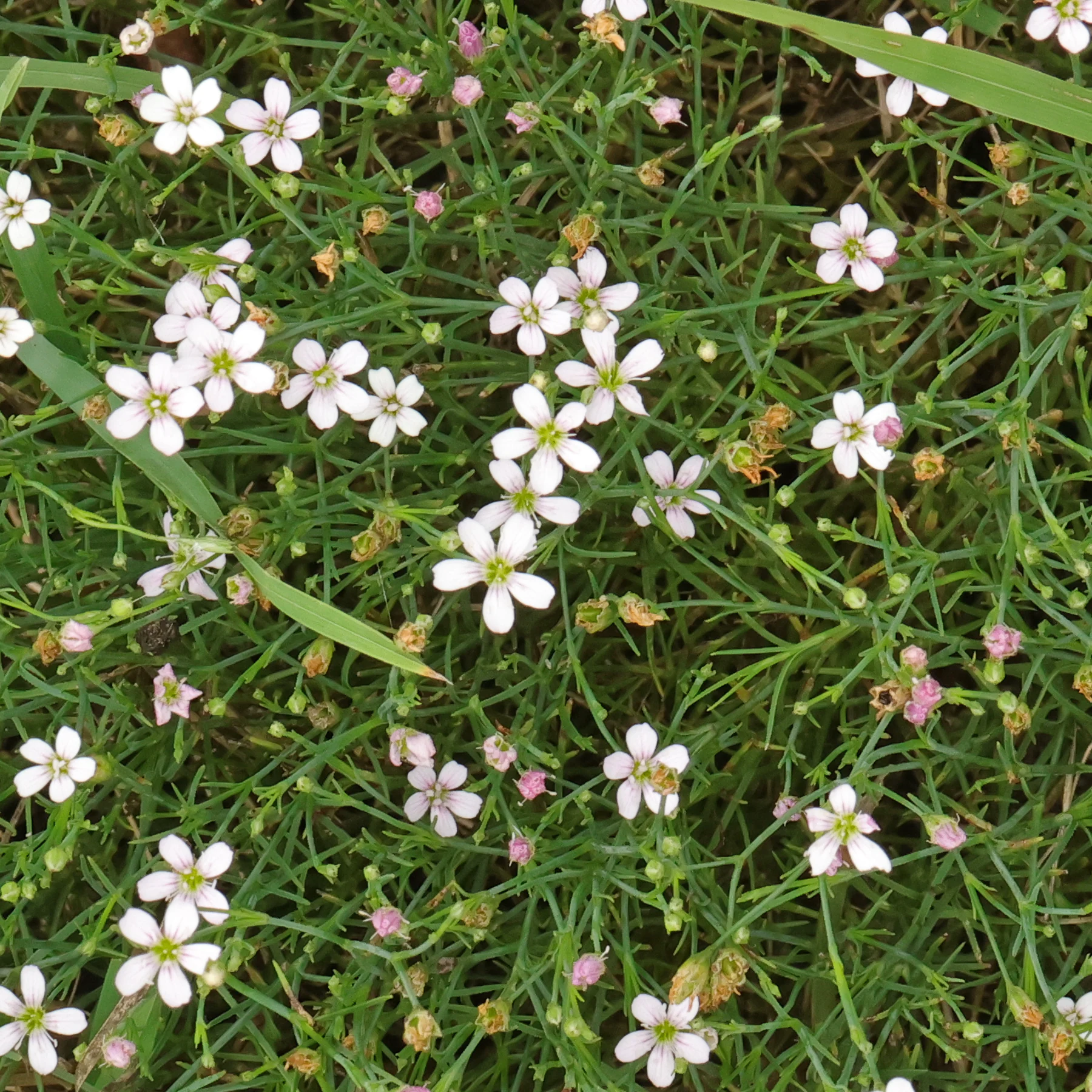 Petrorhagia saxifraga