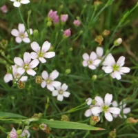 Petrorhagia saxifraga