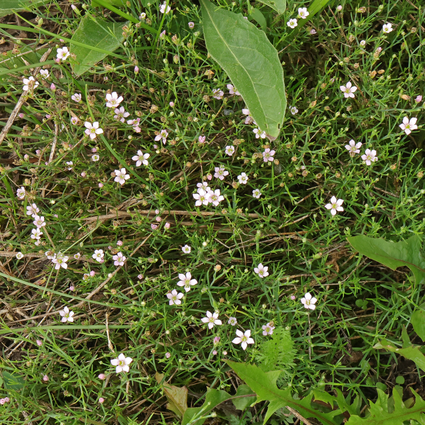 Petrorhagia saxifraga