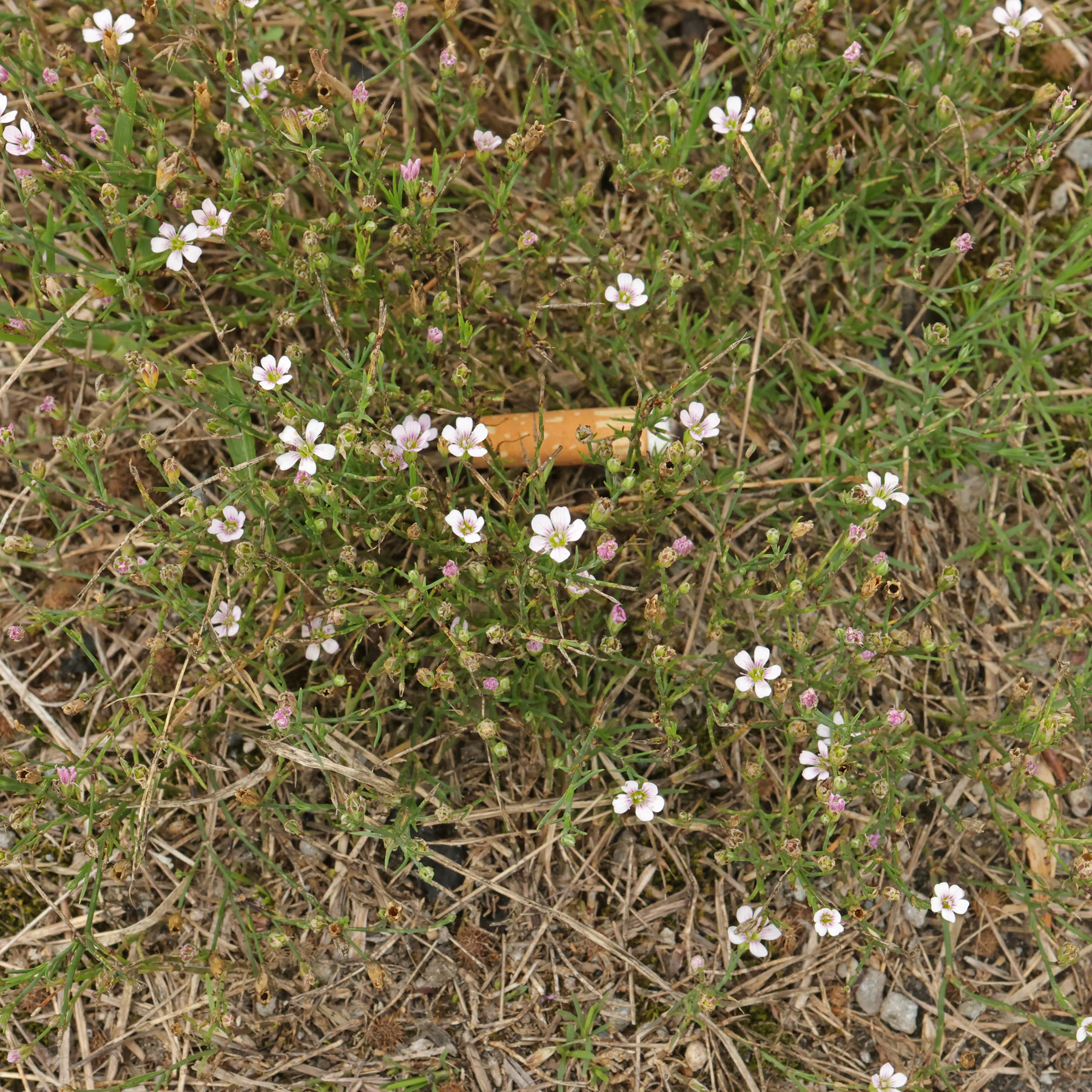 Petrorhagia saxifraga