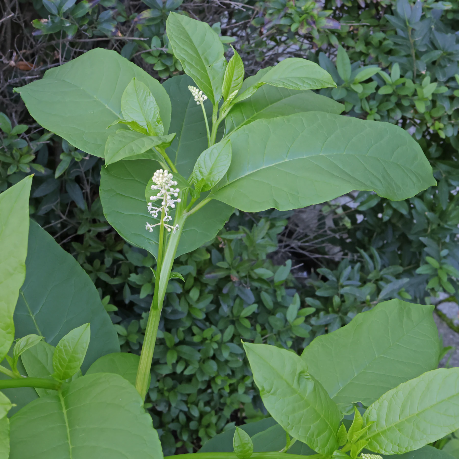 Phytolacca americana