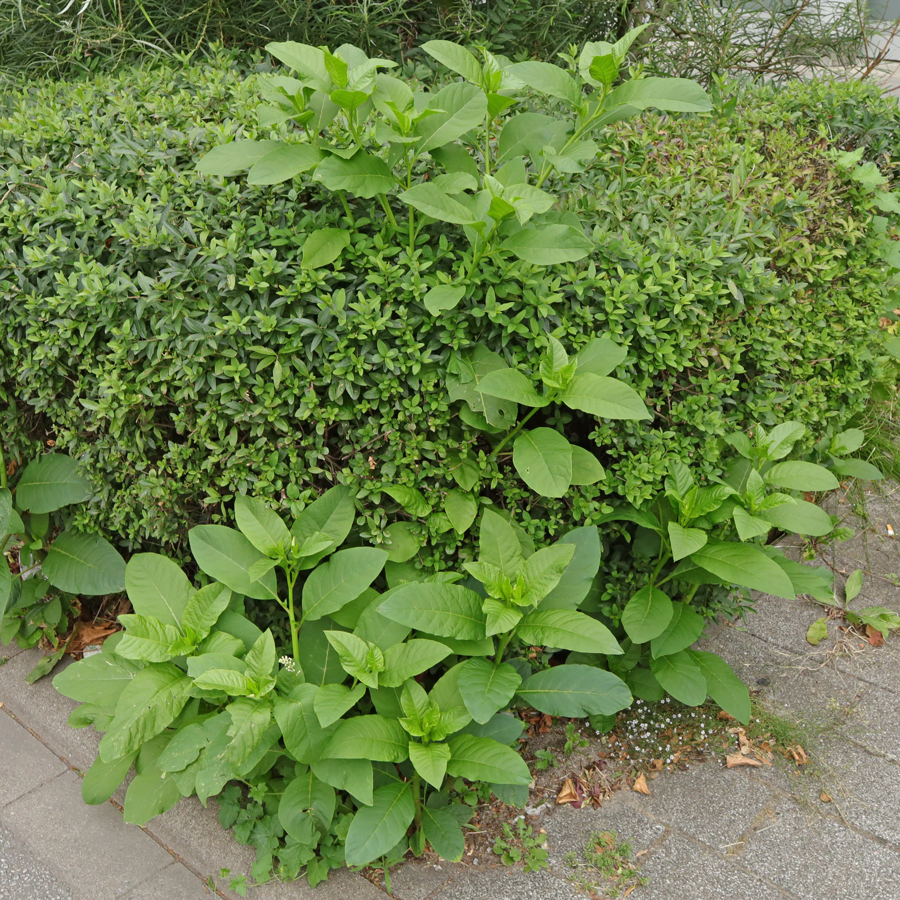 Phytolacca americana