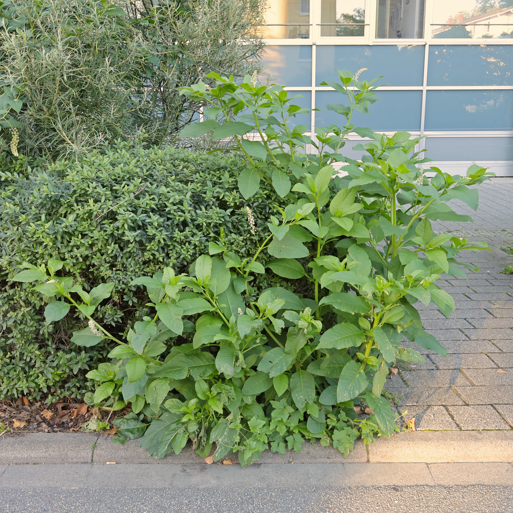 Phytolacca americana