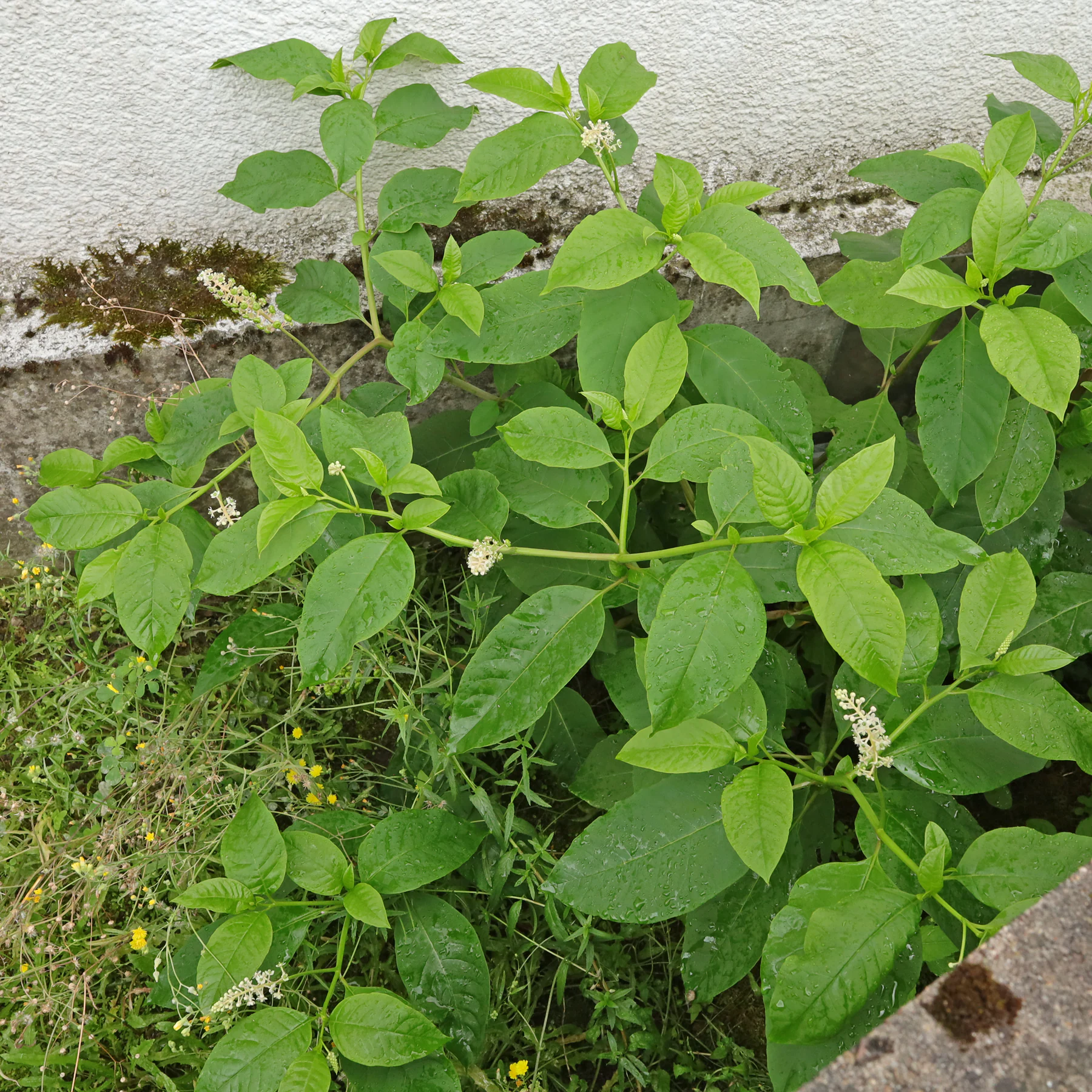 Phytolacca americana