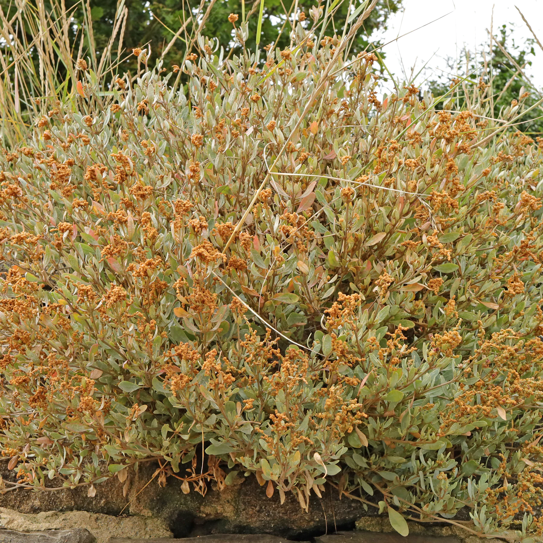 Halimione portulacoides