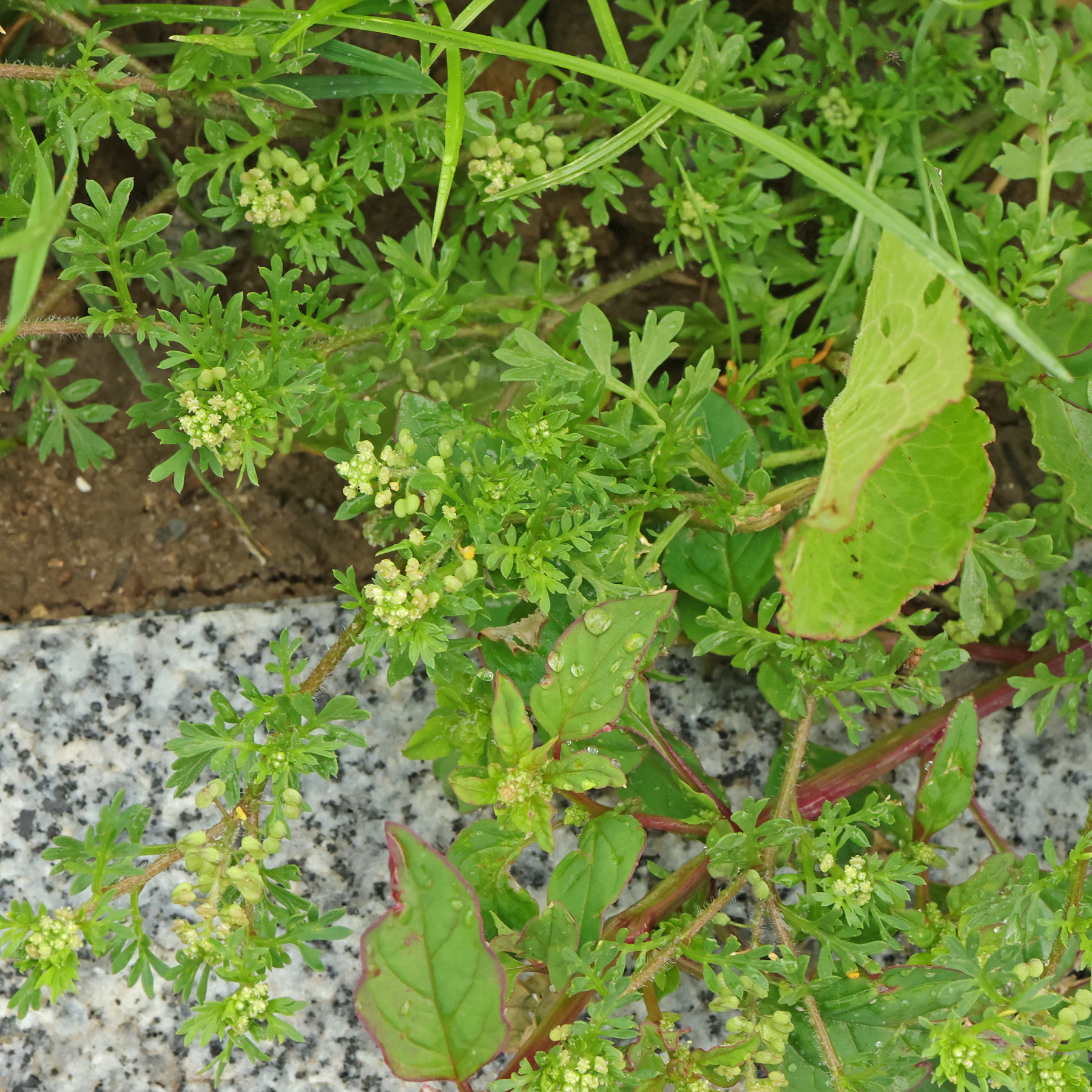 Lepidium didymum & Lipandra polysperma 2