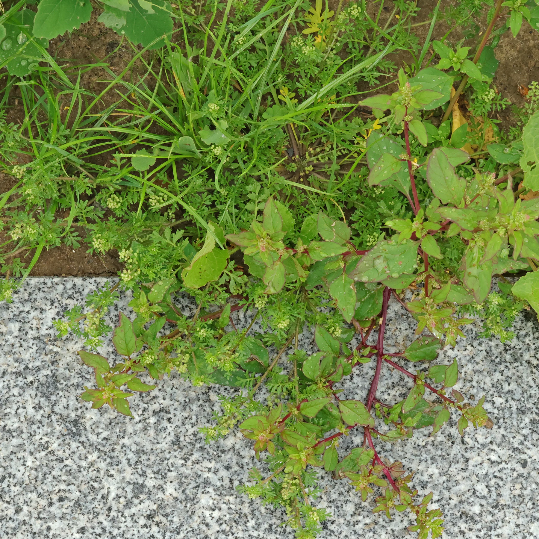 Lepidium didymum & Lipandra polysperma