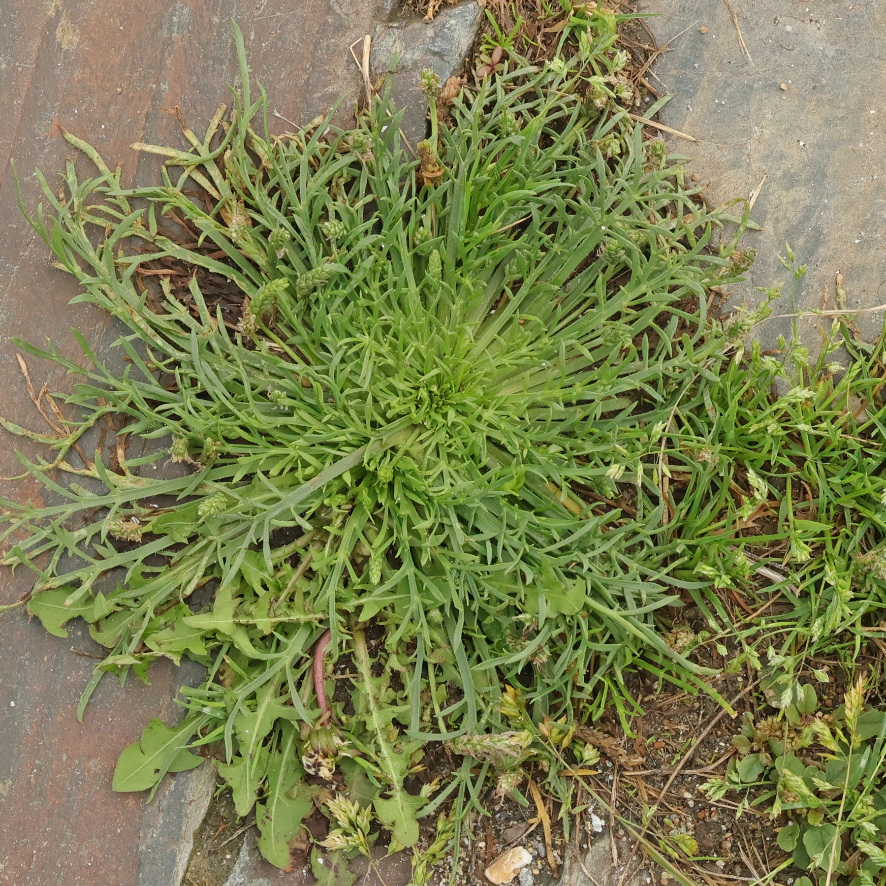 Plantago coronopus 6