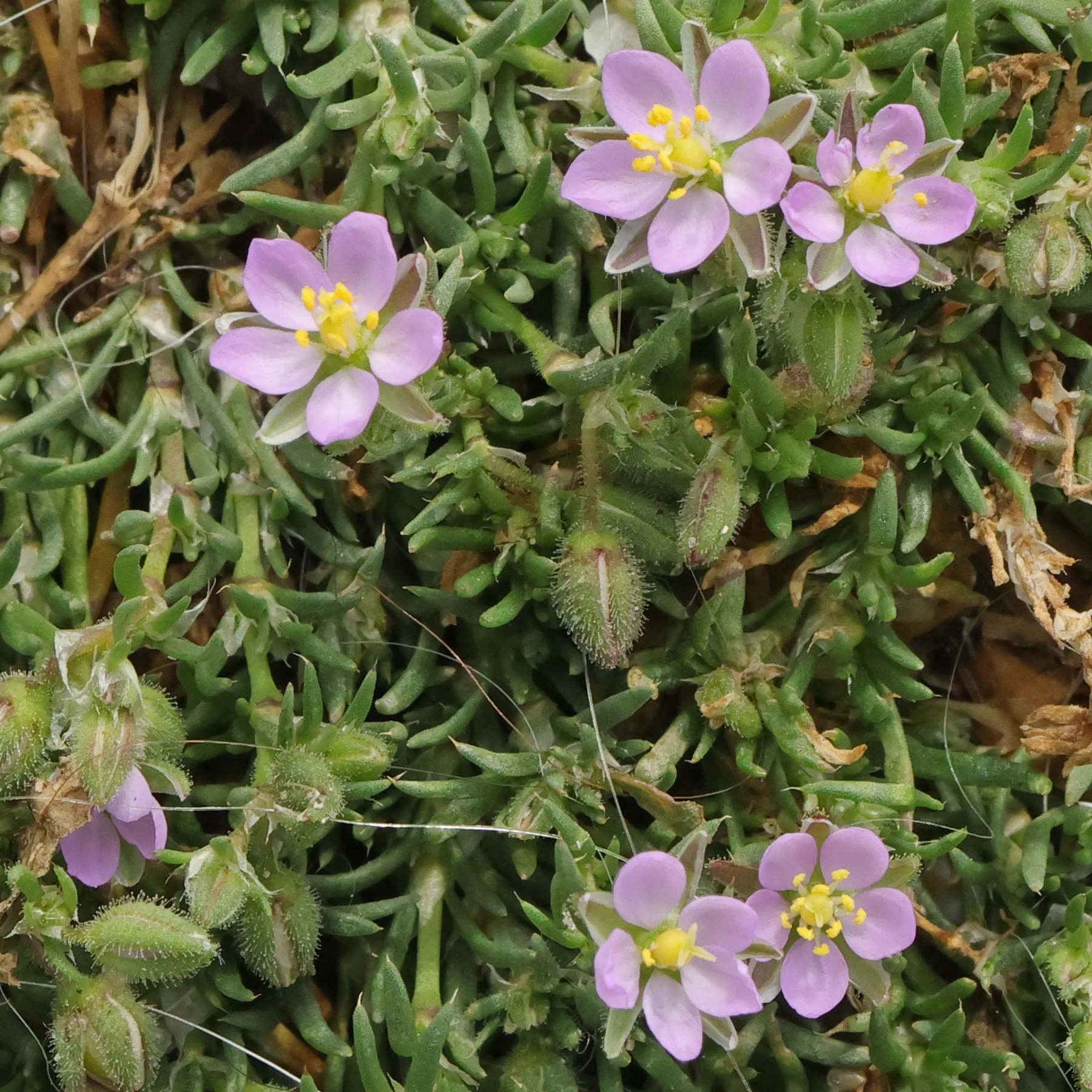 Spergularia rubra 1