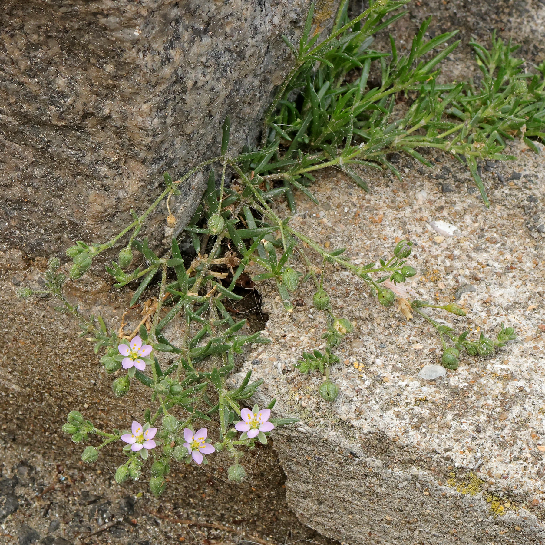 Spergularia rubra 2