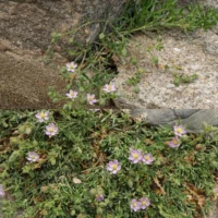 Spergularia rubra