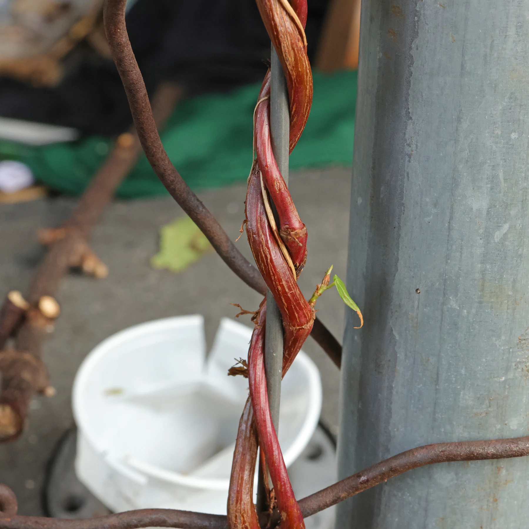 Fallopia dumetorum 6
