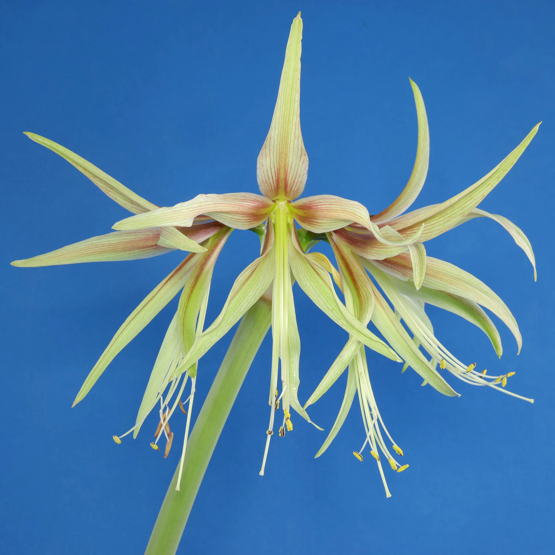 Hippeastrum cybister Emerald