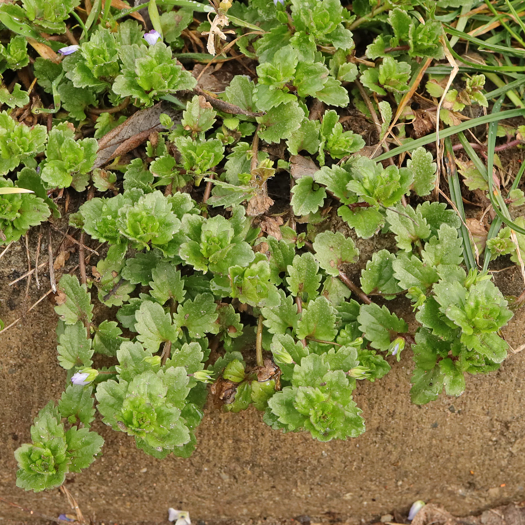Veronica persica al borde del camino