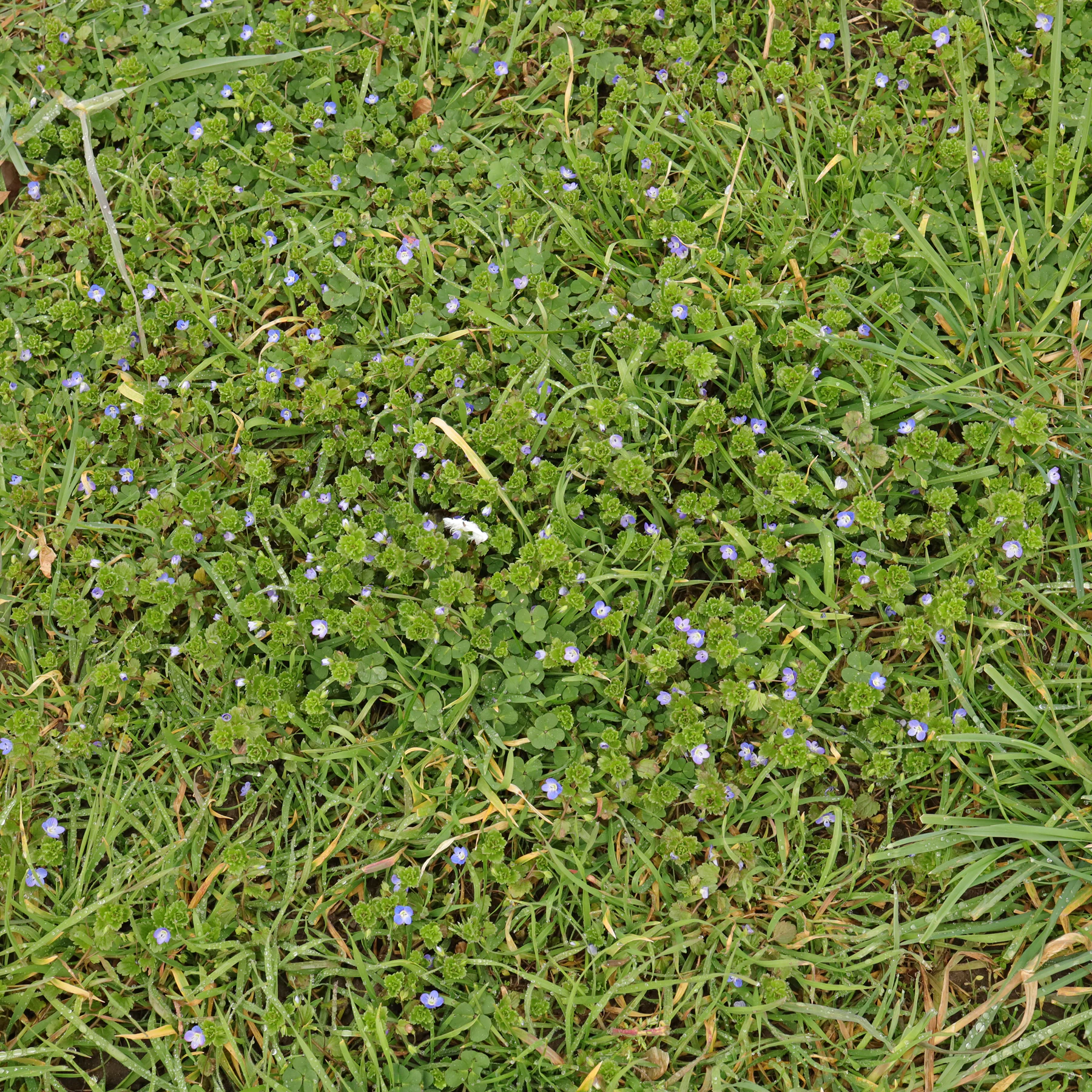 Veronica persica en un prado