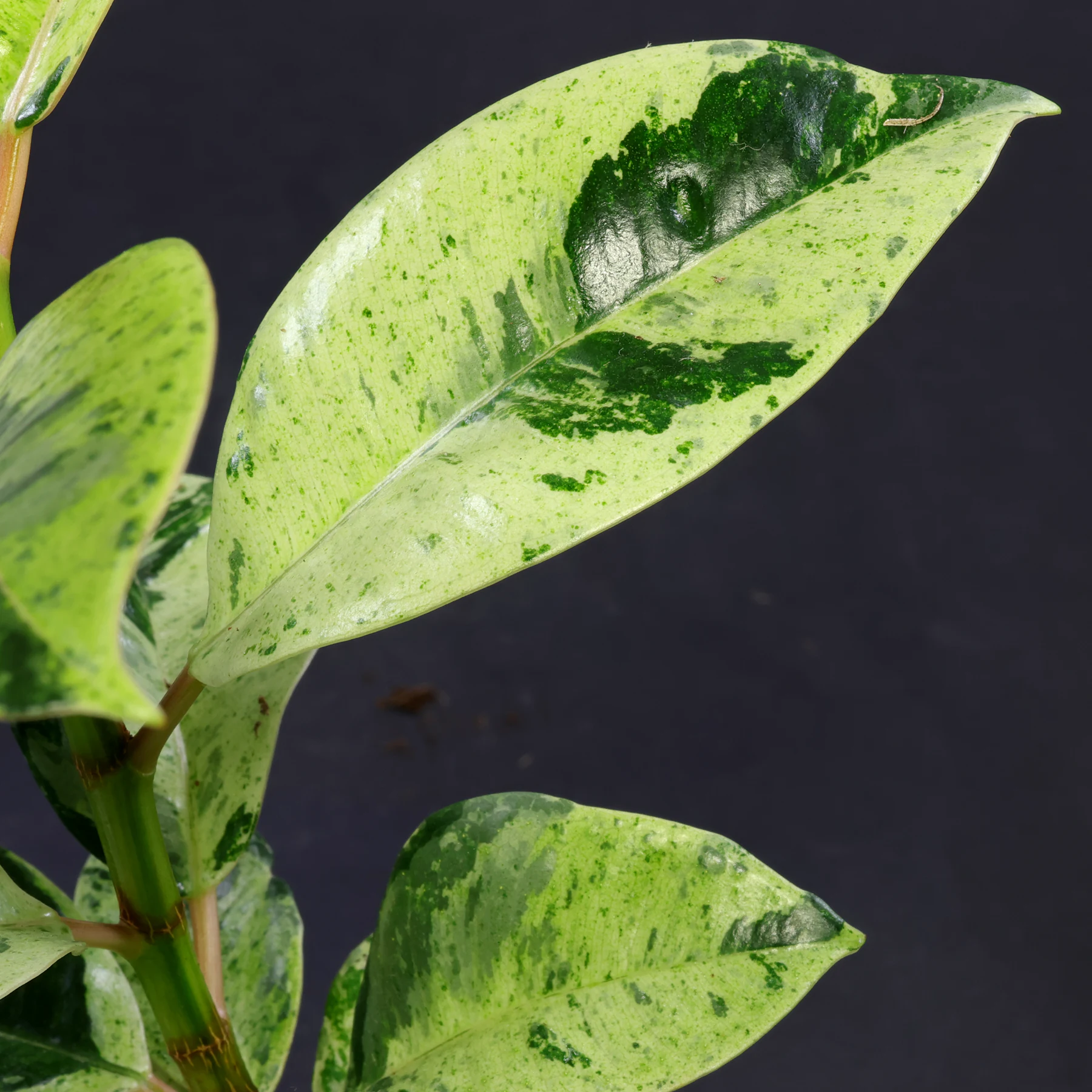 Ficus elastica Shivereana