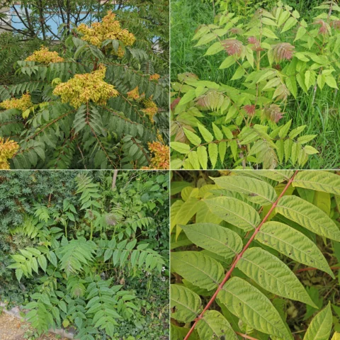 Ailanthus altissima