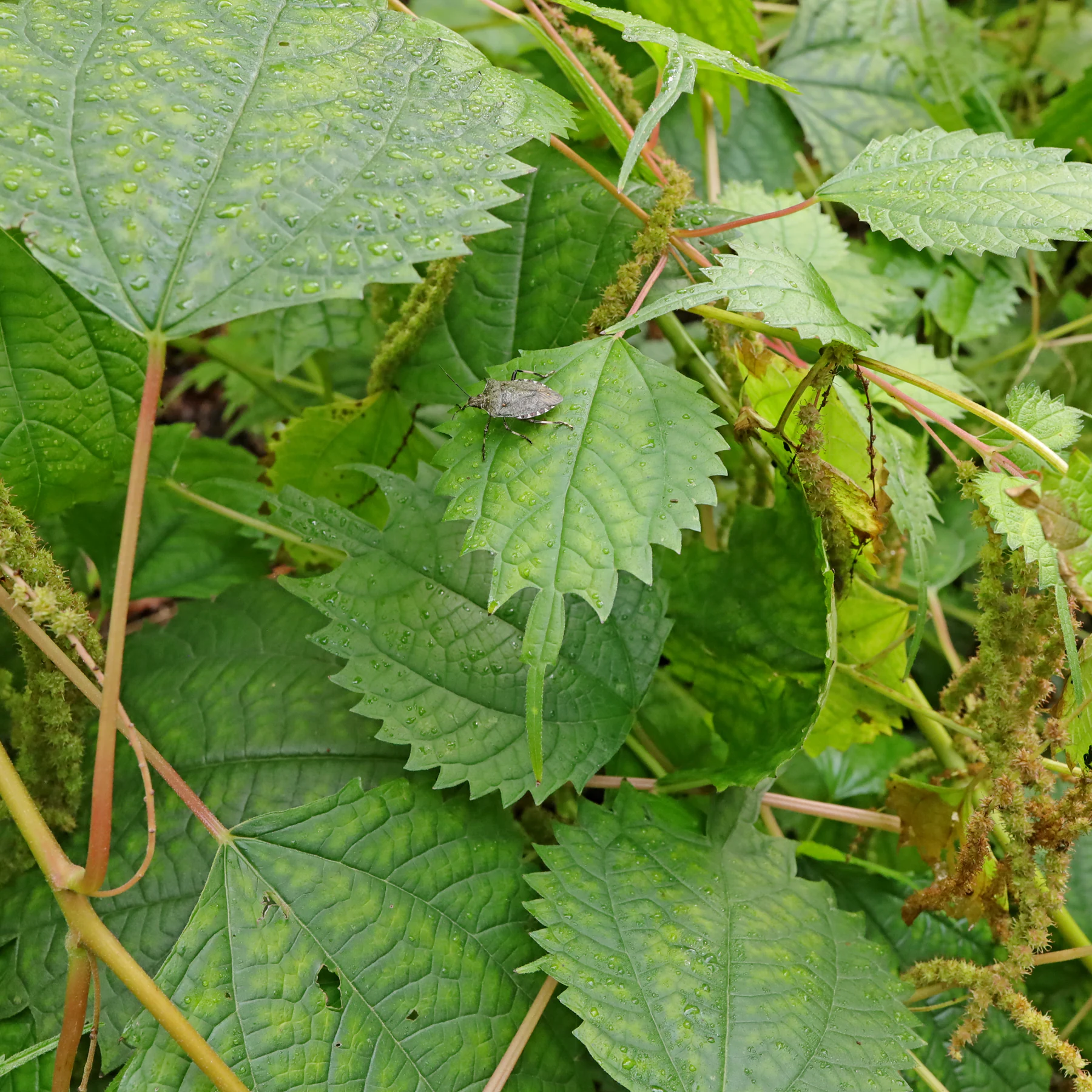 Boehmeria japonica