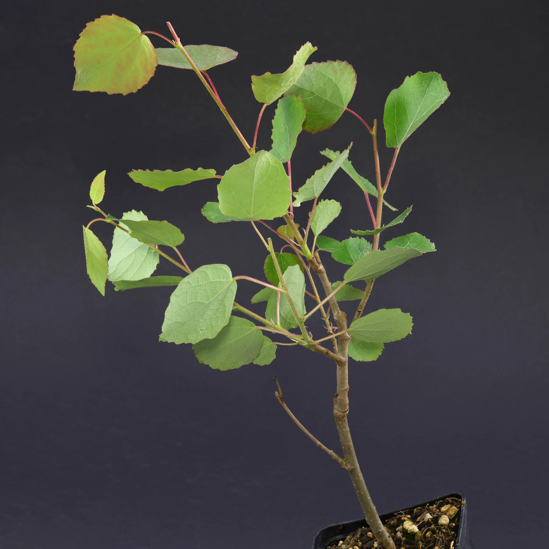 Populus tremula