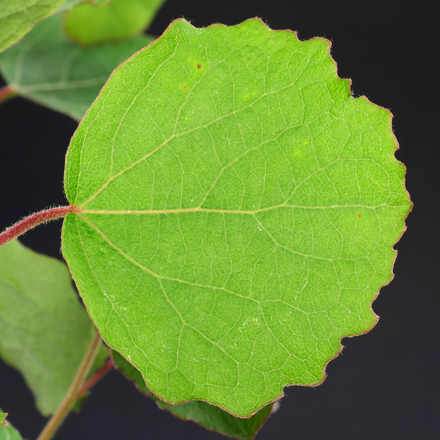 Populus tremula