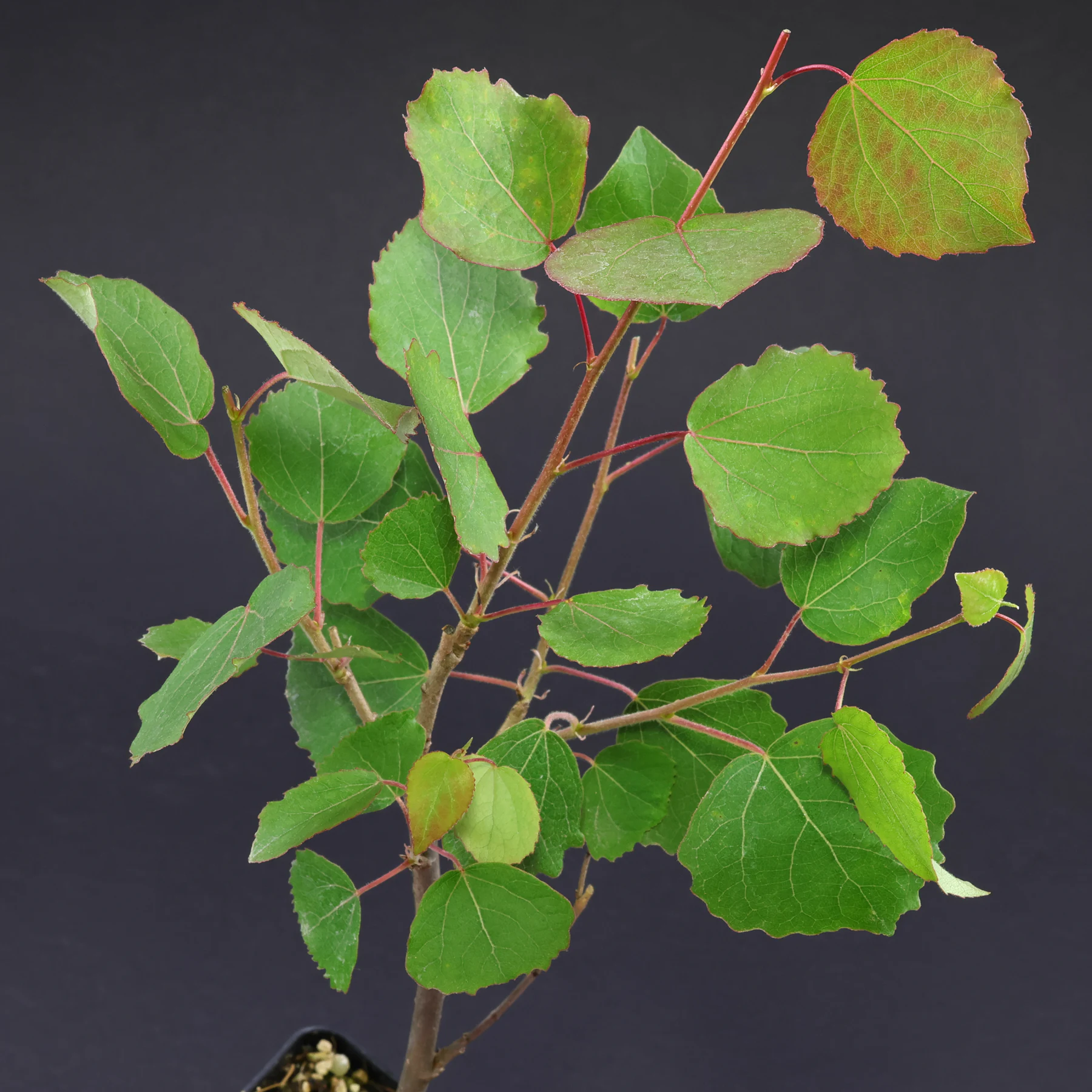Populus tremula