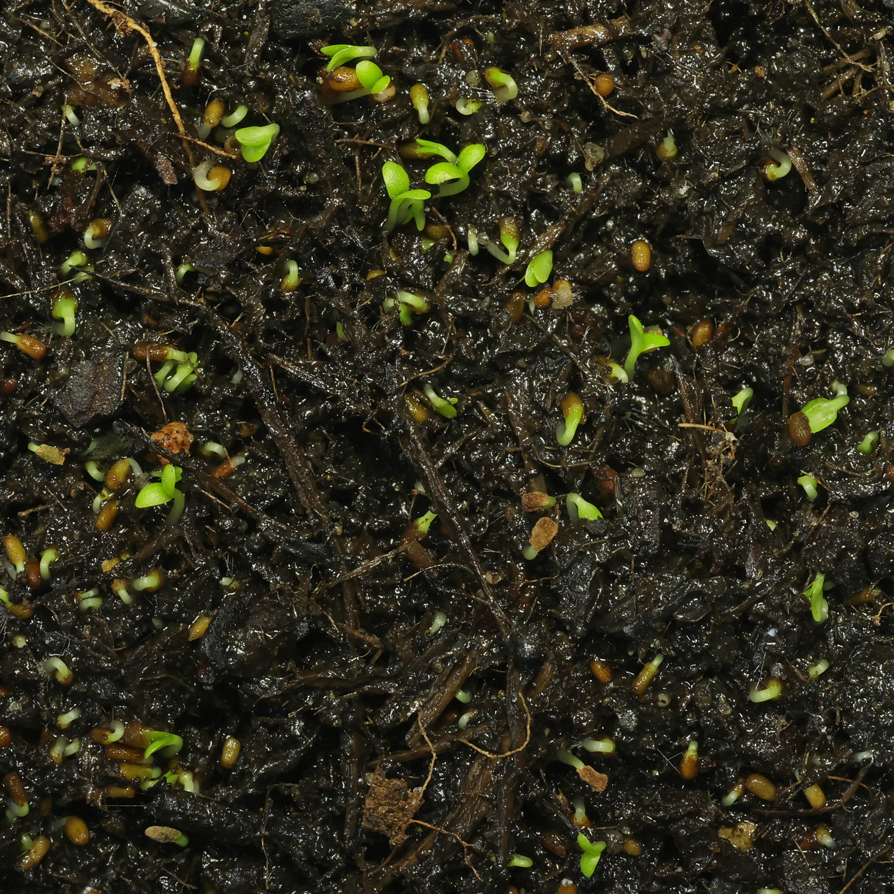 Dedalera cotiledones