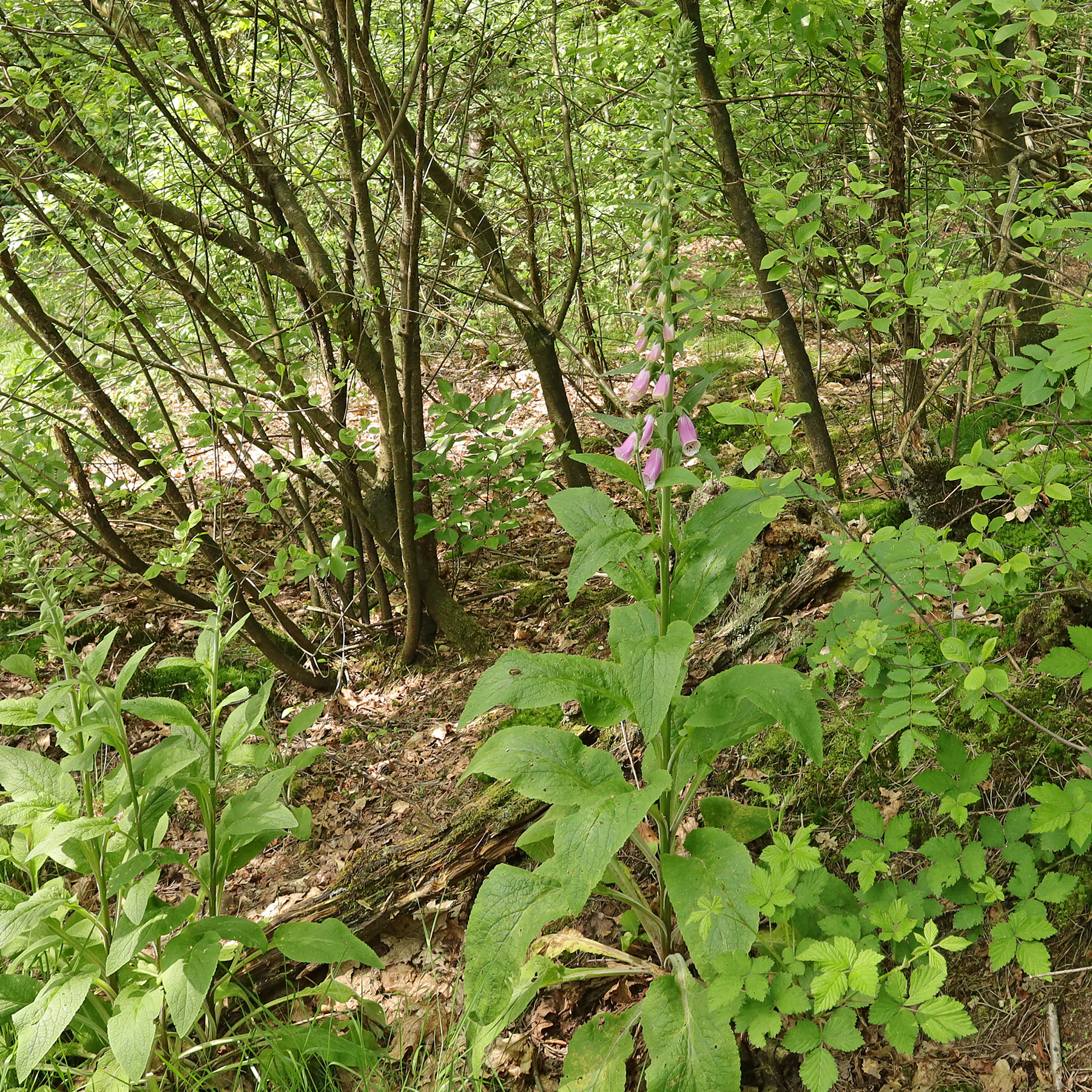 Dedalera en un bosque