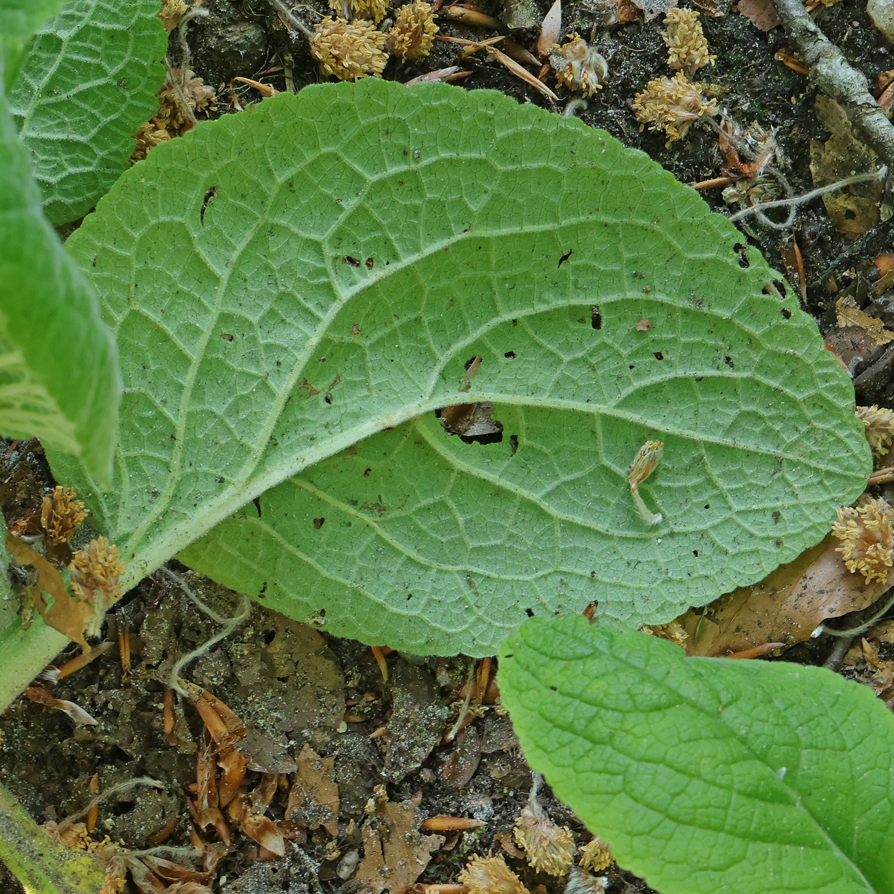 Digitalis purpurea hoja ovada