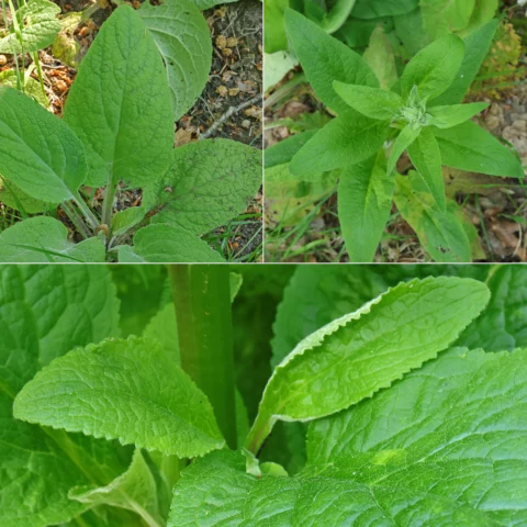 Digitalis purpurea hojas