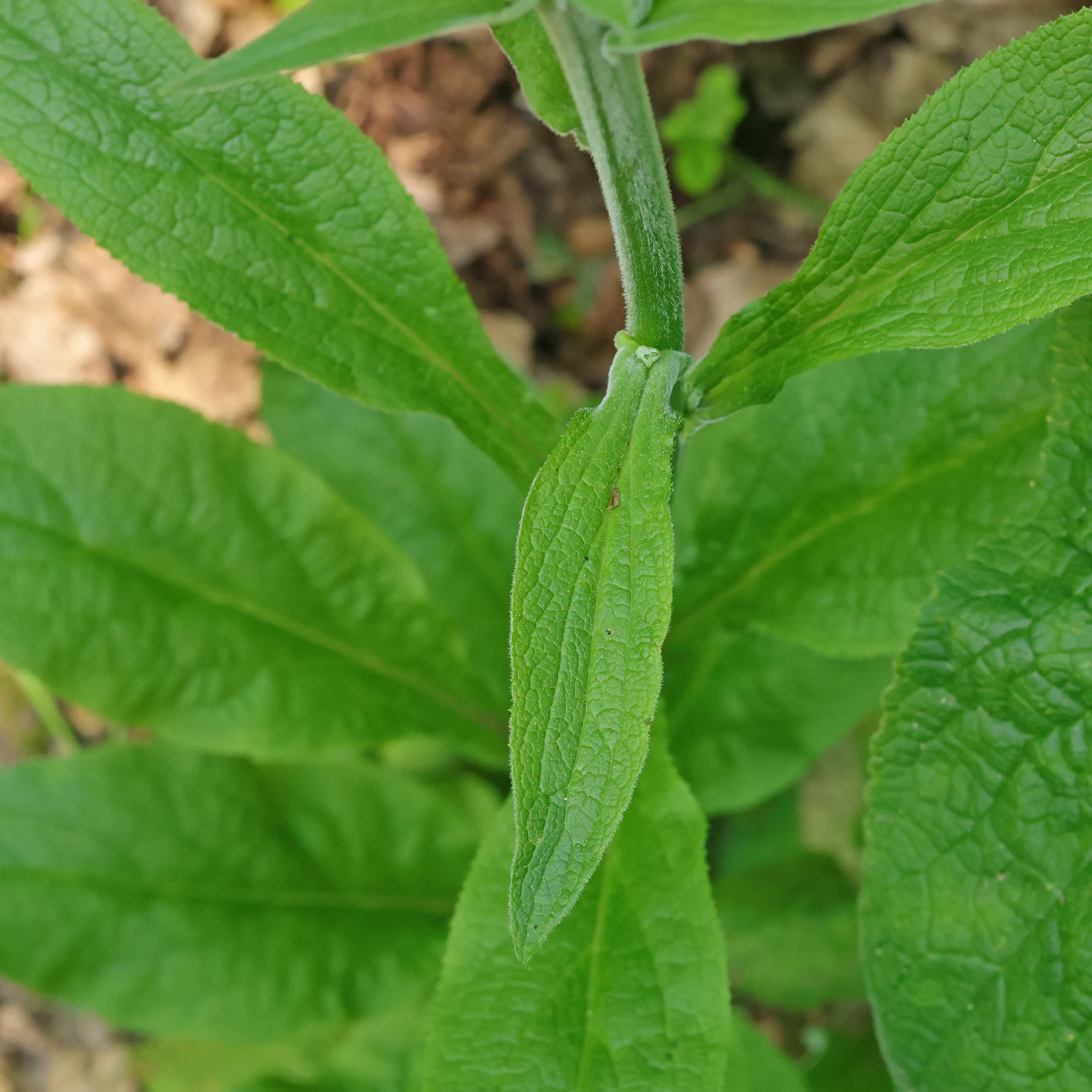 Digitalis purpurea hojas superiores