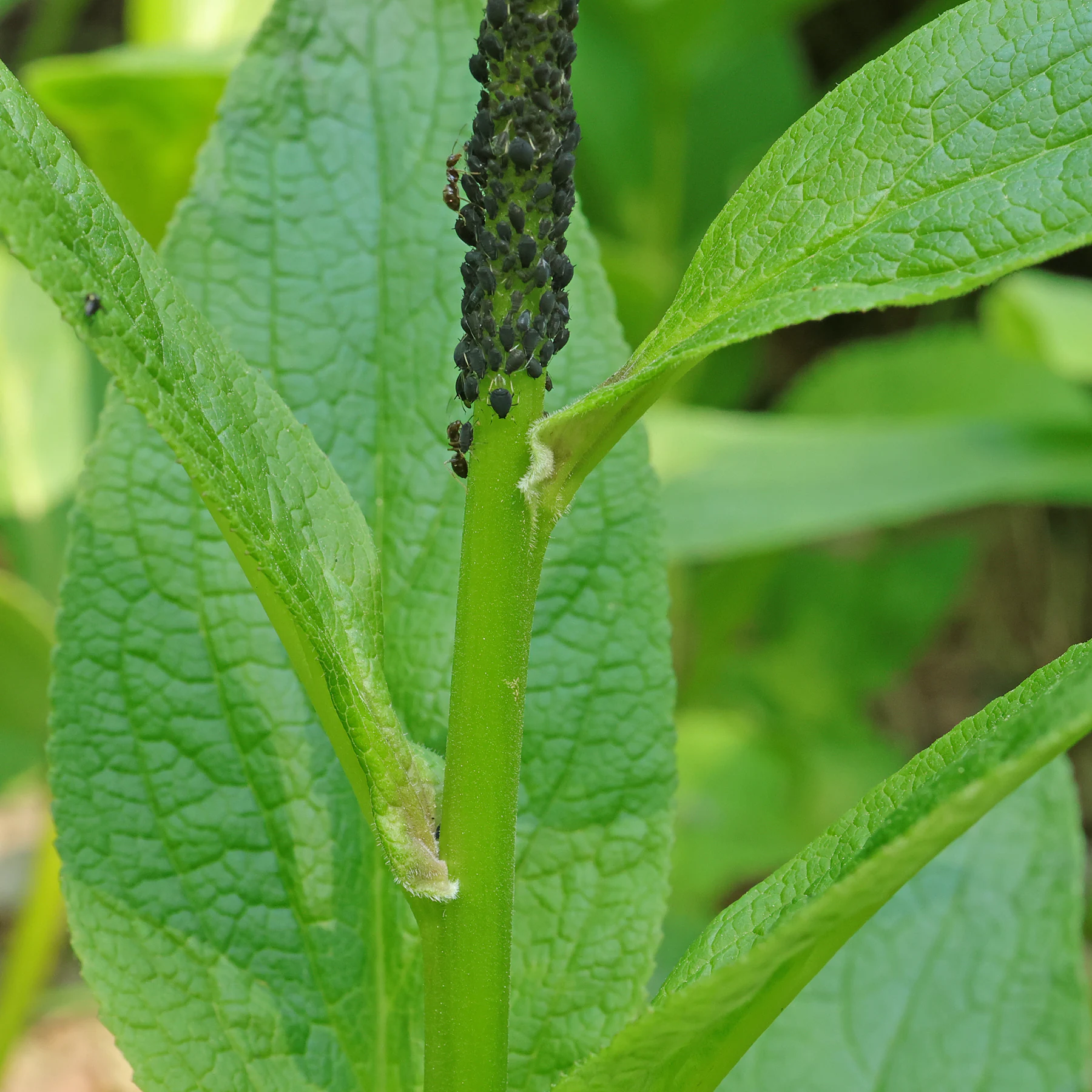 Digitalis purpurea pulgones