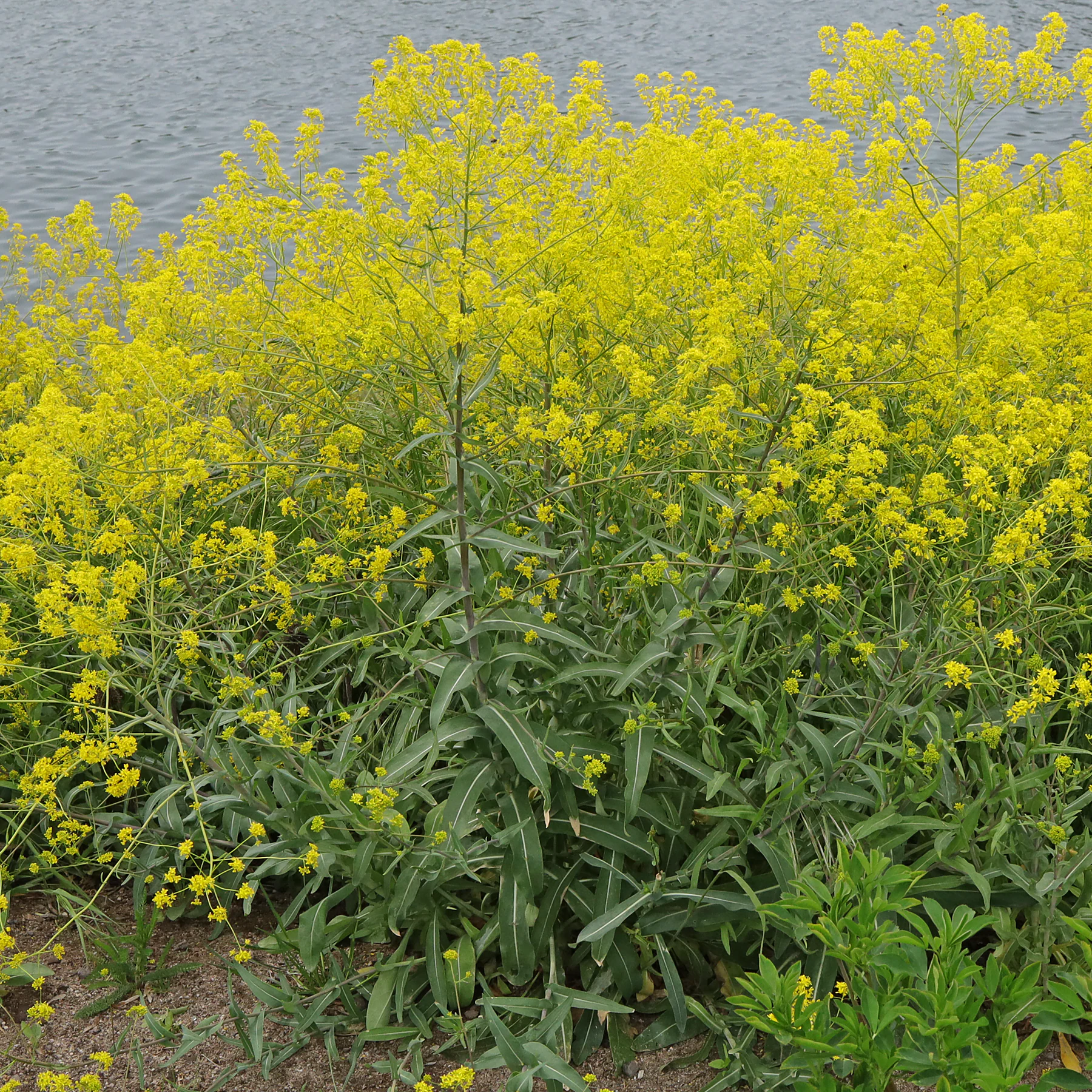 Hierba pastel Isatis tinctoria