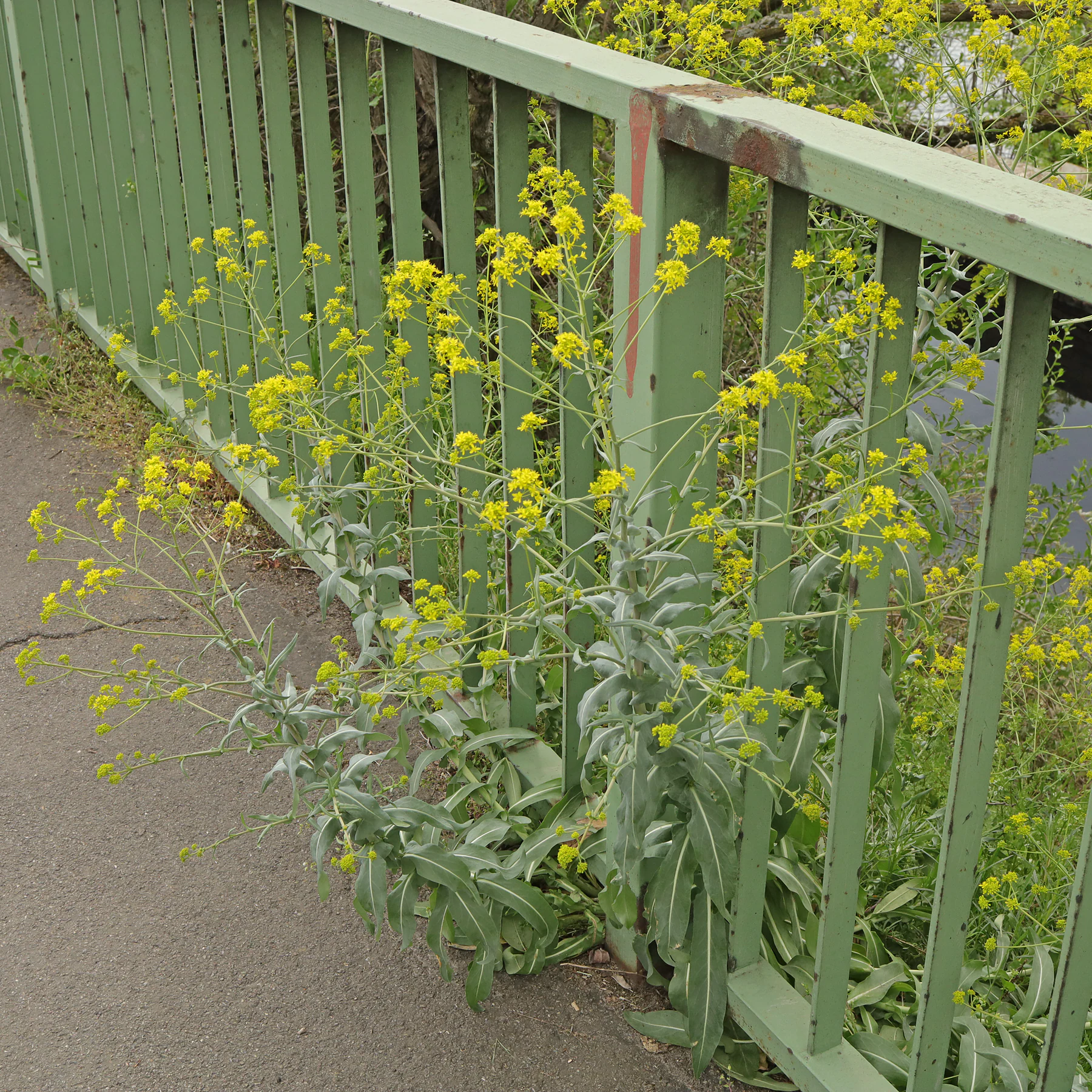 Isatis tinctoria en un puente