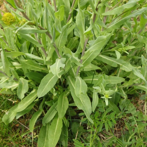 Isatis tinctoria hojas