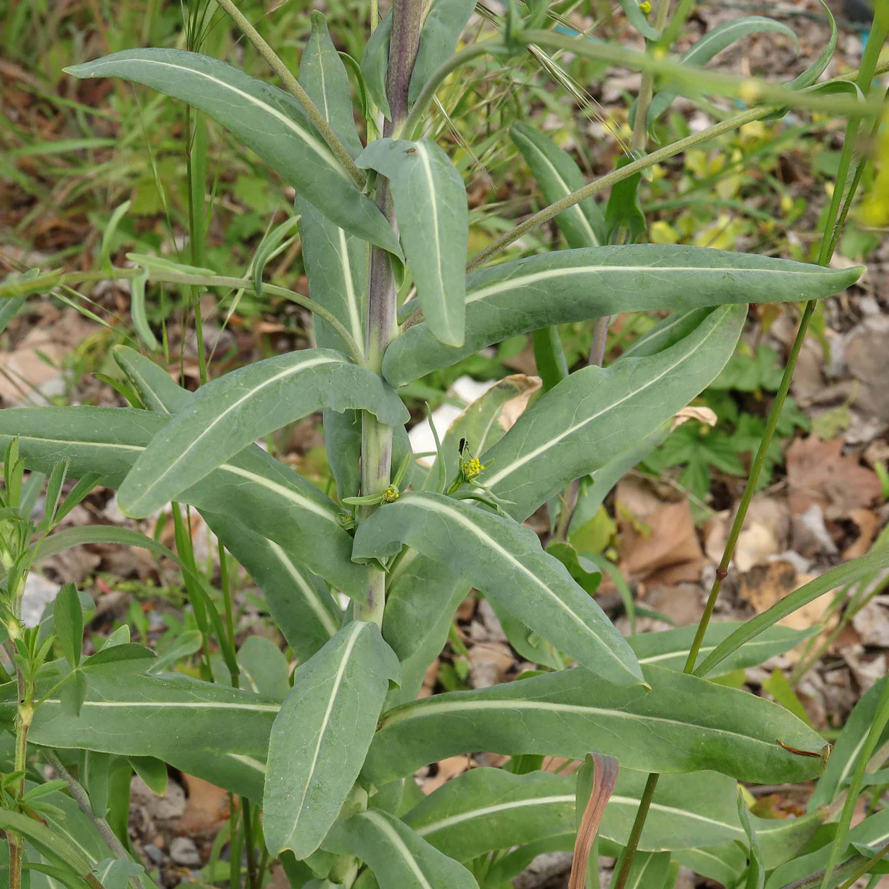 Isatis tinctoria hojas superiores
