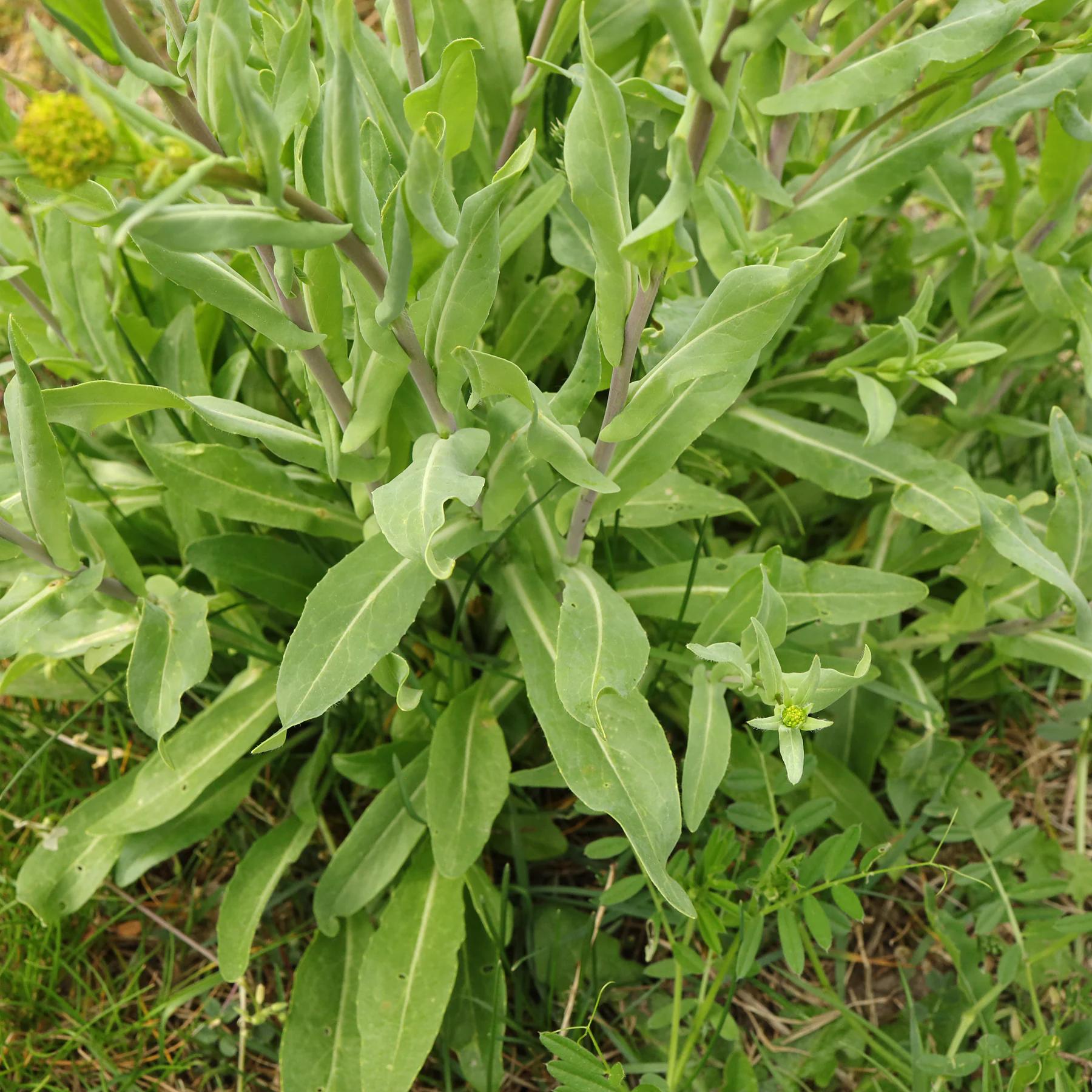 Isatis tinctoria hojas